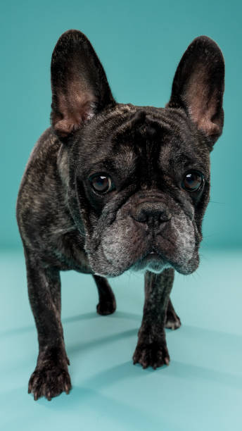 istock French Bulldog with blue background 2192510824