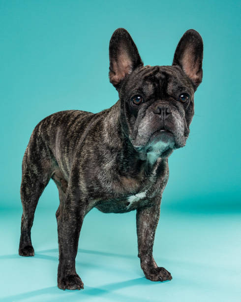 istock French Bulldog background blue 2192510829