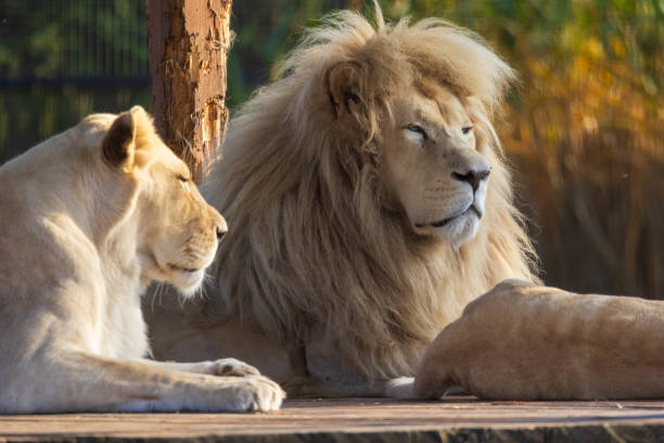 istock Majestic White Lions Resting Together 2192511285