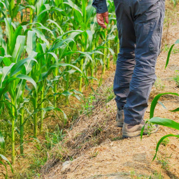 istock Man walking in corn field in Chiang Mai province 2192511660