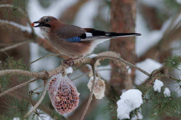 Eurasian Jay  eating nuts. Winter bird feeding concept