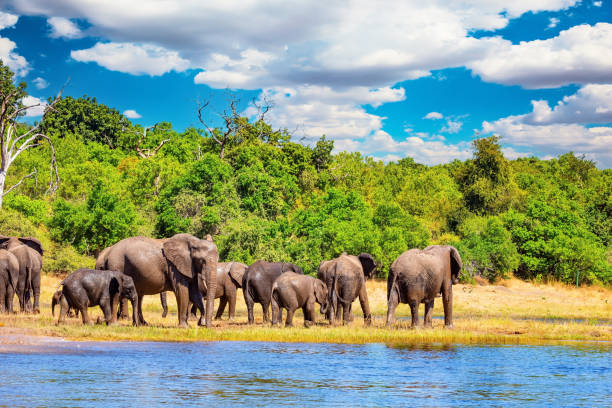 istock The animals go to water 2192511873