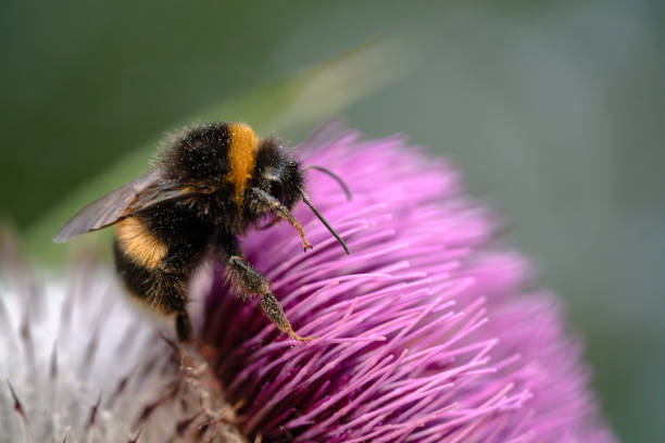 istock A bumblebee gathers pollen from a Woolly Thistle flower. 2192512236