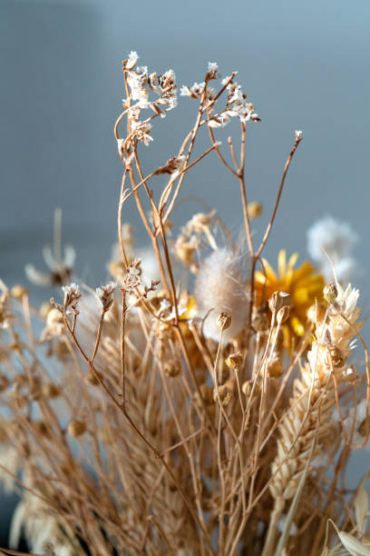 istock Dry weed plants for home decor with warm sunlight. 2192512357