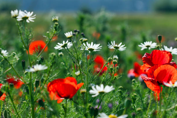 Delicate white wildflowers stand out amidst a vibrant green field, capturing the essence of spring. The sun shines brightly, creating a warm and inviting atmosphere.