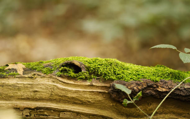 dead tree trunk with moss and a leaf, rotten tree trunk without bark, moss on a stump, forest floor, colours of the forest, autumn colours on the forest floor