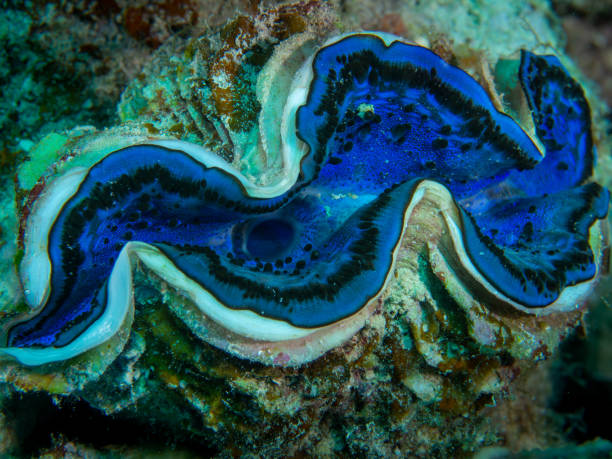 istock A giant clam in the Red Sea (Egypt) 2192513763