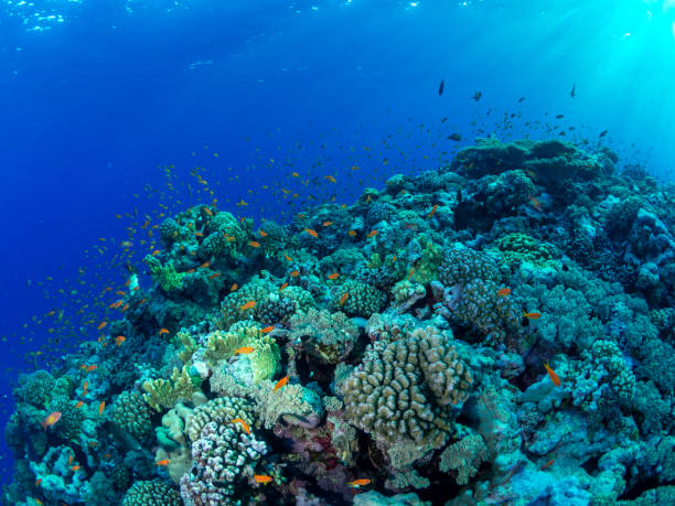istock Coral reef in the Red Sea (Egypt) 2192513770