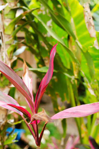 Purple red colored tropical leaves