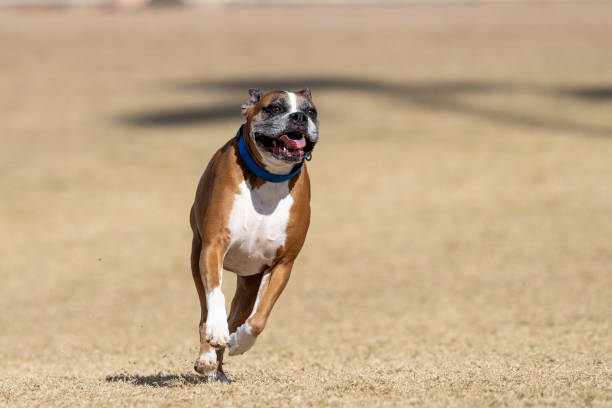 Smiling boxer running through the park in the dry winter grass