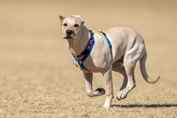istock Yellow Labrador retriever running at the park 2192515440