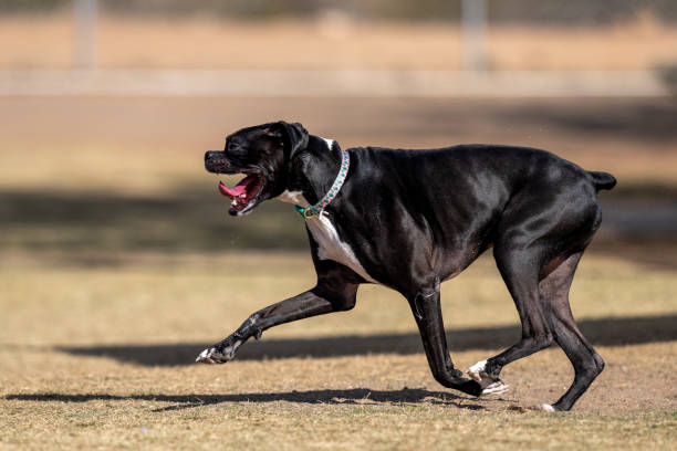 istock Black boxer dog running at the park 2192515463