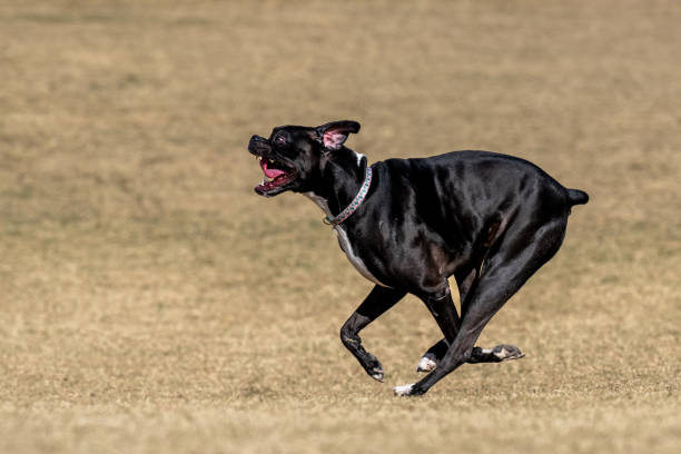 istock Running black boxer dog at the park 2192515500
