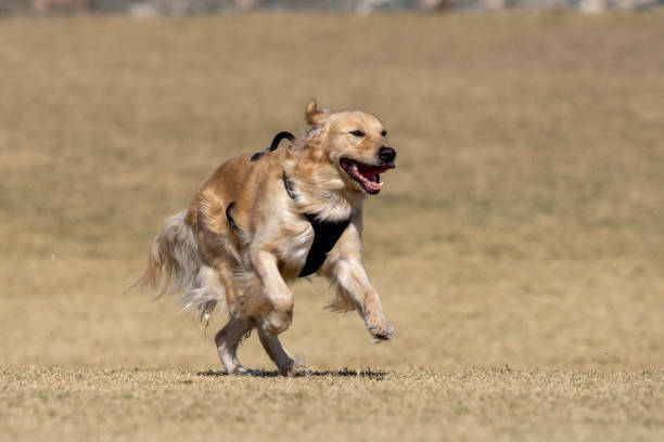 Golden retriever at the park running in the dry grass while wearing a black harness
