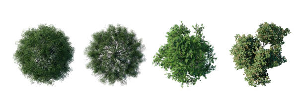 istock tree top view plant landscape architecture nature garden aerial render. 2192517020
