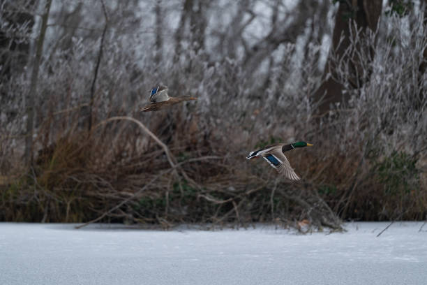 pair of mallard ducks flying over frozen lake on cold overcast winter day, rime ice on bushes in background blurred, shallow focus on drake