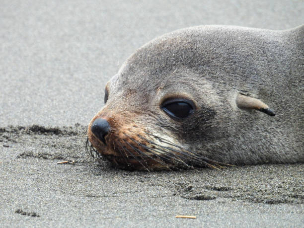 istock Juvenile Sea Lion, Navidad, Chile, Close up 2192518293