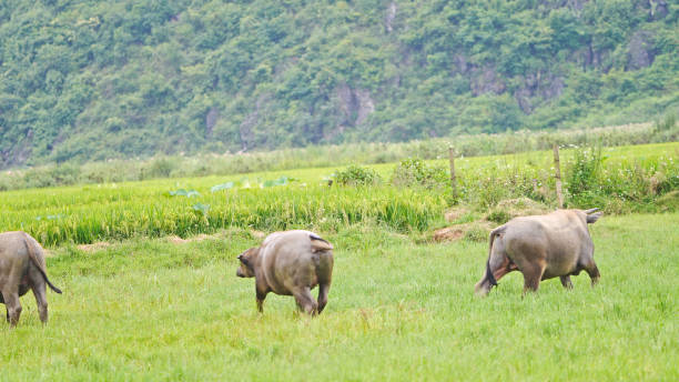 Abstract Defocused Blurred Background A buffalo eating in the middle of a rice field in the Cikancung area - Indonesia. Not Focus