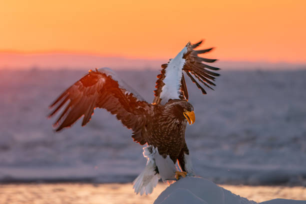 A Steller's Sea Eagle lands on ice