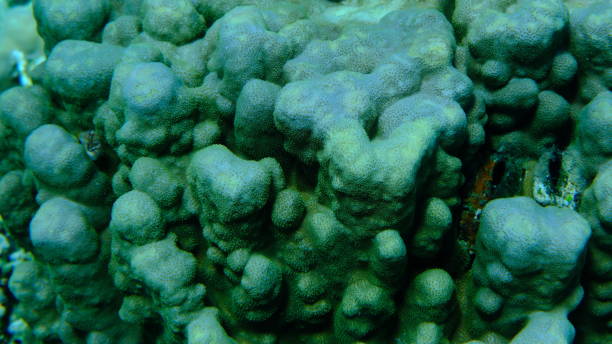 istock Hump coral (Porites sp.) undersea, Red Sea 2192519469