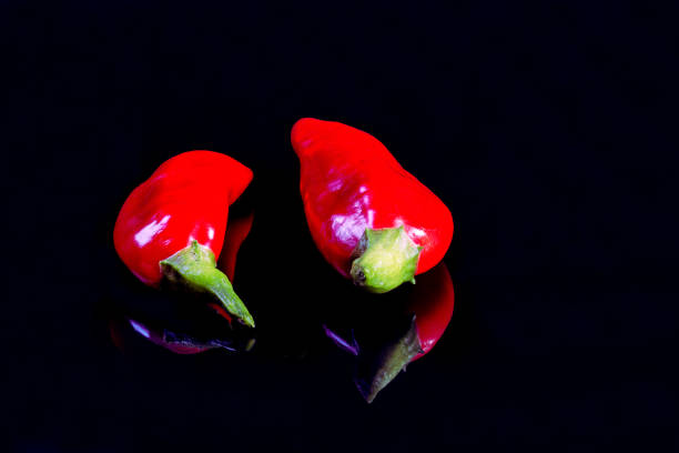 Rocoto, a spicy chili pepper, traditionally used daily in Peruvian cuisine, on its plant and in sunlight
