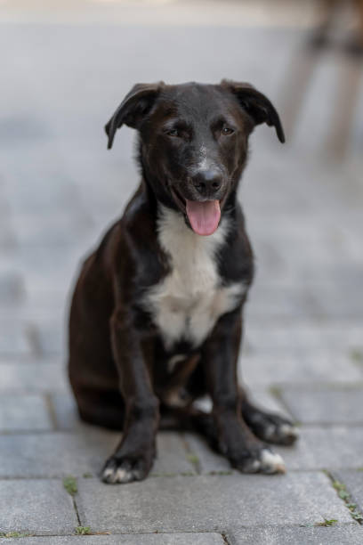 istock A young black dog posing in the street 2192520704