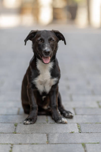 istock A young black dog posing in the street 2192520707