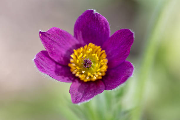 Close-up of a blue pasqueflower (Pulsatilla pratensis) in front of a green blurred background