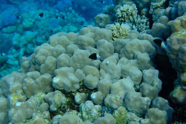 istock Hump coral (Porites sp.) undersea, Red Sea 2192521278