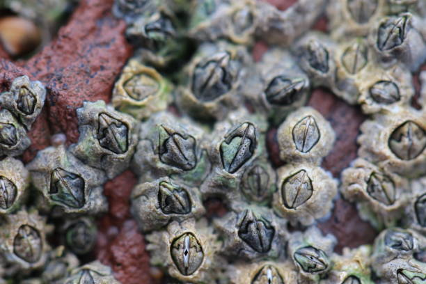 istock Close-up of clustered barnacles with visible shell openings and textured calcareous plates 2192521514