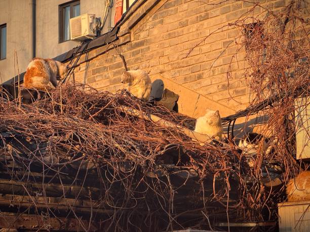 istock Cat in Traditional Beijing Yards' Roof 2192521577