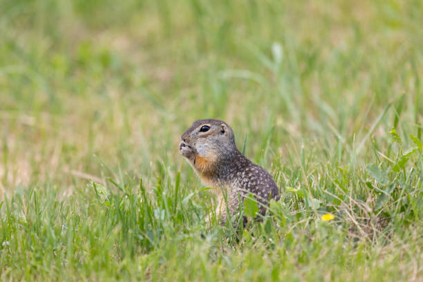 istock Speckled ground squirrel animal stands on its hind legs 2192522888