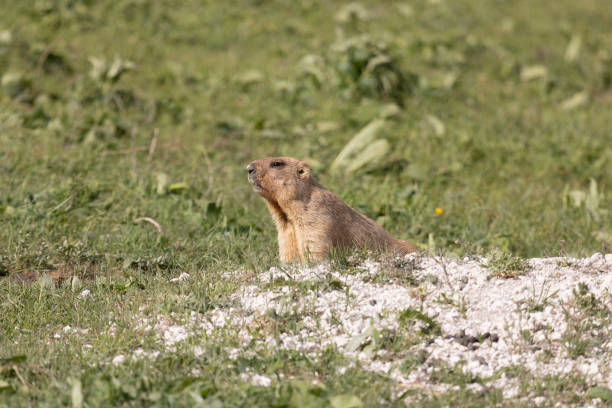 istock Bobak marmot stand on a grass on summer day 2192522938
