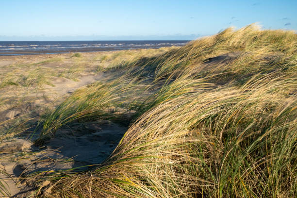 istock Windswept marram grass at Holme Next the Sea, Norfolk 2192523208