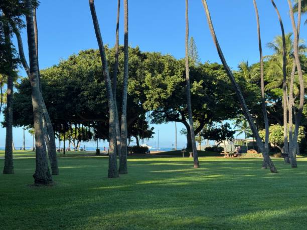 istock Green Space in Waikiki Hawaii 2192523615
