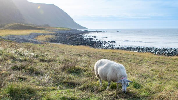 istock A lonely sheep grazes on a harsh seashore in Norway 2192524133
