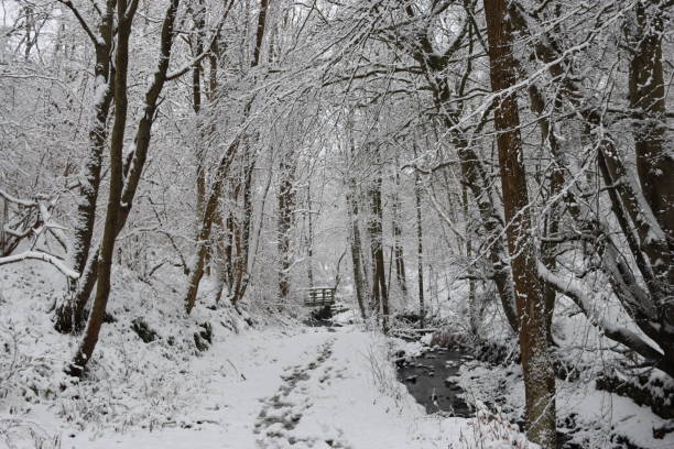 istock Path through a snow covered woodland in winter 2192524707