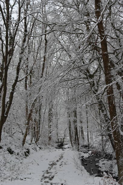 istock Path through a snow covered woodland in winter 2192524847