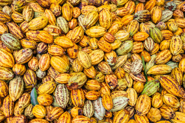 istock Cacao farm in Tabasco, Mexico 2192525897