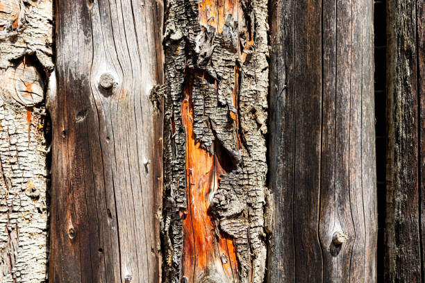 istock Close-up of tree bark texture background showcasing natural wood patterns and rough grainy surface, organic material and carbon neutrality 2192525988
