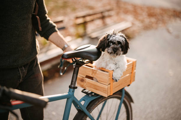 Man and dog in park with bicycle