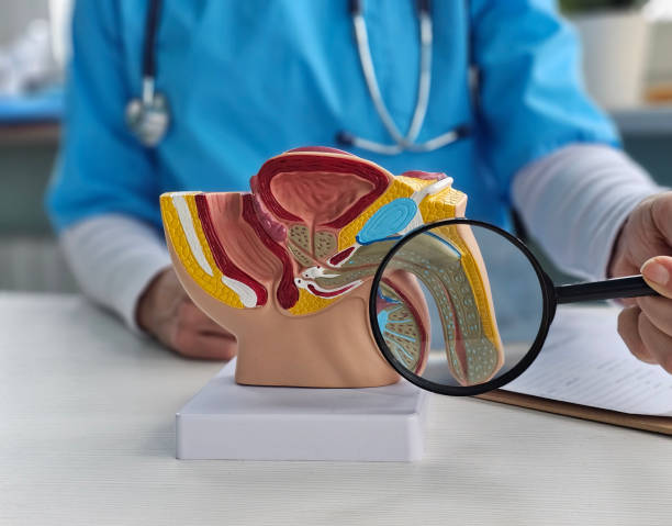 Studying a detailed anatomical model of the human reproductive system using a magnifying glass