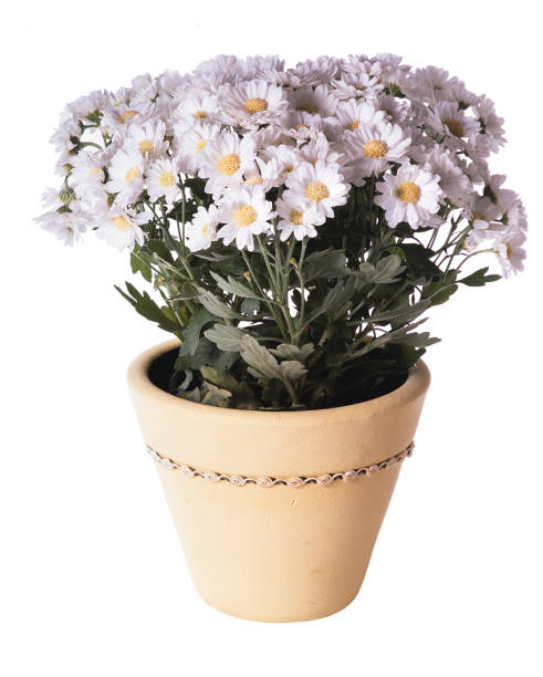 istock flower vase on white background cut out 2192527456