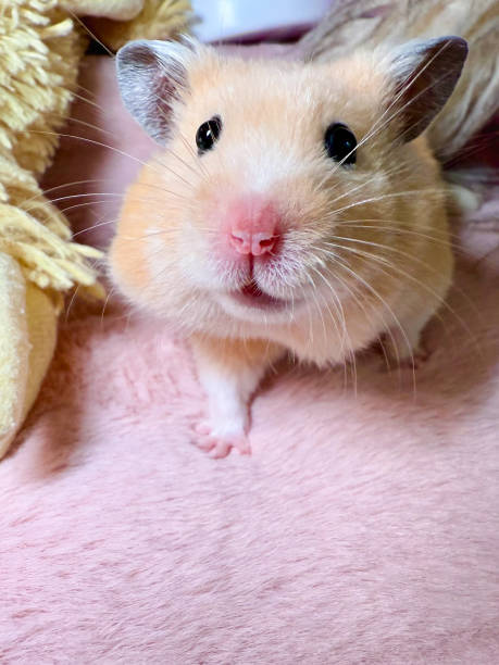 istock Cute Syrian hamster on a pink fur blanket surrounded by stuffed animals looking curious 2192527550