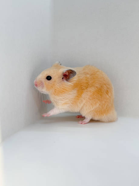 istock Cute Syrian hamster standing up on its back paws on a white background 2192527568