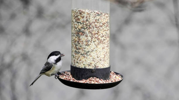 istock Bird feeder at a backyard during winter with titmouse 2192527623