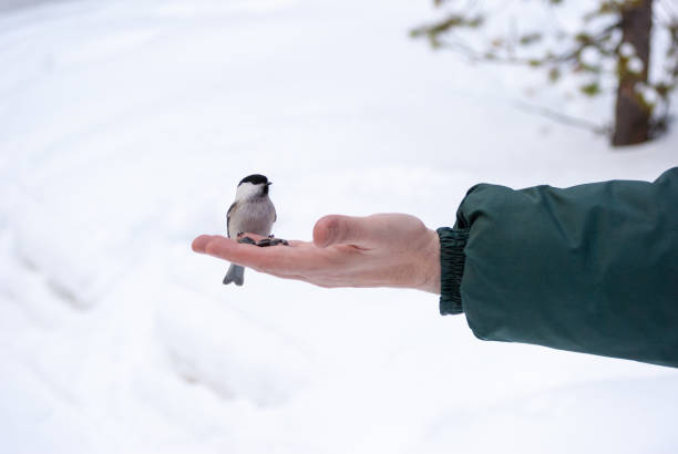 Hungry tit bird eats seeds from hand in winter in snowy forest on light background. Caring for birds in wild nature.