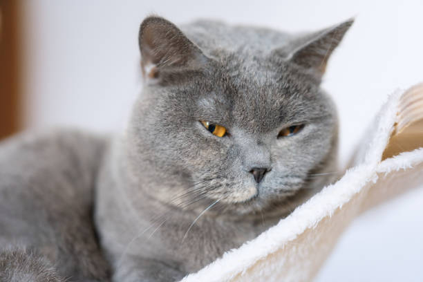 istock British shorthair cat lying in cat hammock looking forward on sunday 2192529376