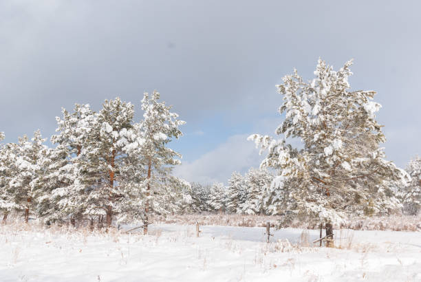 Snowy forest with a path between the pines, rural area, peace and quiet. Walks in the forest in winter.
