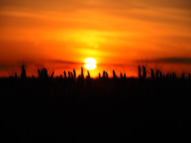 istock Wheat field silhouette at late colorful sunset 2192530002